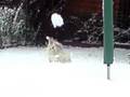 videos de V221108_15.18[01].3gp