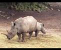 Burgers zoo