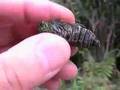 Cicadas of Amami-oshima Island