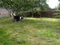 Bull Terrier Miniatura video