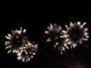 Feux d\