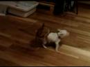 Crazy Chihuahua - Miruku and Vitz Crazy Chihuahua - Miruku and Vitz