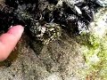 イソギンチャク
