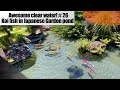 Download Awesome Clear Water Koi Fish Are Swimming In Japanese Garden Pond Mp3 Song