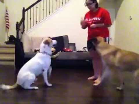 how to decide to euthanize dog