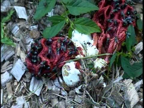 how to kill stinkhorn fungus