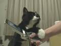携帯にヤキモチを焼く猫