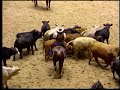2000 NCHA Non-Pro Futurity Champion