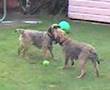 Border Terrier video