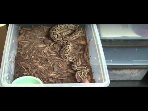 YouTube reptile video