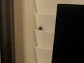 roach wont die! part 2