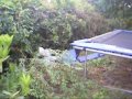 Kid and Trampoline VS Bush