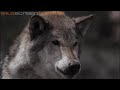 Lobo - The Wolf that Changed America - Wildscreen 2008 Panda Award Winner
