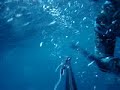 Robalo 9.300kg.pachinsub