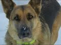 A collection of photos from Kate's life.  Kate started out life headed towards a career in Search and Rescue, however, ended up being bred with the Truro Police K-9, 
