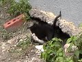 kittens!