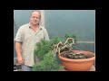 Bonsai Tree Styling Scots Pine - Heavy Duty! 