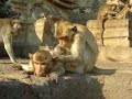 Monkeys at Prang Sam Yot Temple, Lopburi, Thailand (3/3)