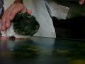 Talking Guinea Pig