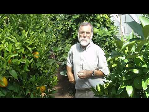 how to grow a lemon tree in nc