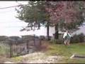 Duck Hawking
