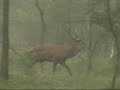 Gevecht in de mist/ Battle in the mist, [Veluwe]