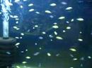 Sean's Aquarium's 1, 2 and 3
