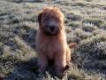Mazie-Mae The Wheaten Terrier 2