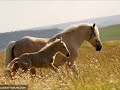 S.O.S chevaux