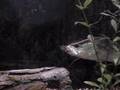 Assistir ao v�deo