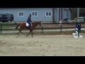 sale horse Stay Gold