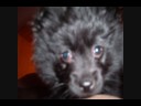 My pomeranian-Sadie