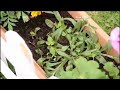 braniac lazy mans guide to gardening