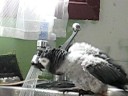 Tammy prend sa douche Tammy prend sa douche