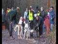 videos de Husky racing in the Forest