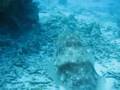 Moray Eel V Cuttle Fish