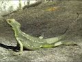 Jesus Christ Lizard in Sarapiqui Jesus Christ Lizard in Sarapiqui