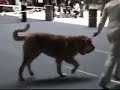SPANISH MASTIFFS in show, Estonia