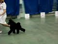 Торнадо Шив История Любви и Ежевика с Цветочной Поляны