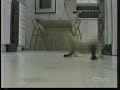 Crazy Cat Crazy Cat