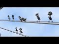 Plumiferos - Wygibasy na drucie Plumiferos - Wygibasy na drucie