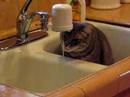 Thirsty Kitty Thirsty Kitty