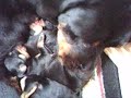 Teca e seus bebês 2