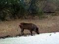 videos de Warthog Bow hunting