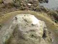 shiv ling in bay of bengal