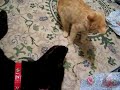 Wishbone gets tortured by his kitten