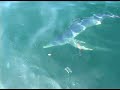 Jefferys Ledge Sharks Jefferys Ledge Sharks