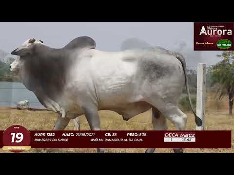 4� De Olho na Fazenda - NELORE AURORA participa��o Chico Paulic�ia