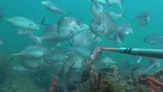 Albany Fish Ecology project