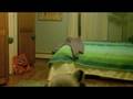 videos de moose show ep 1